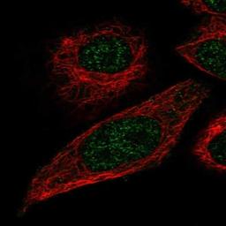 Immunofluorescence: C10orf91 Antibody [NBP1-90790] - Analysis of human cell line A549 shows positivity in nucleus but excluded from the nucleoli. Antibody staining is shown in green.