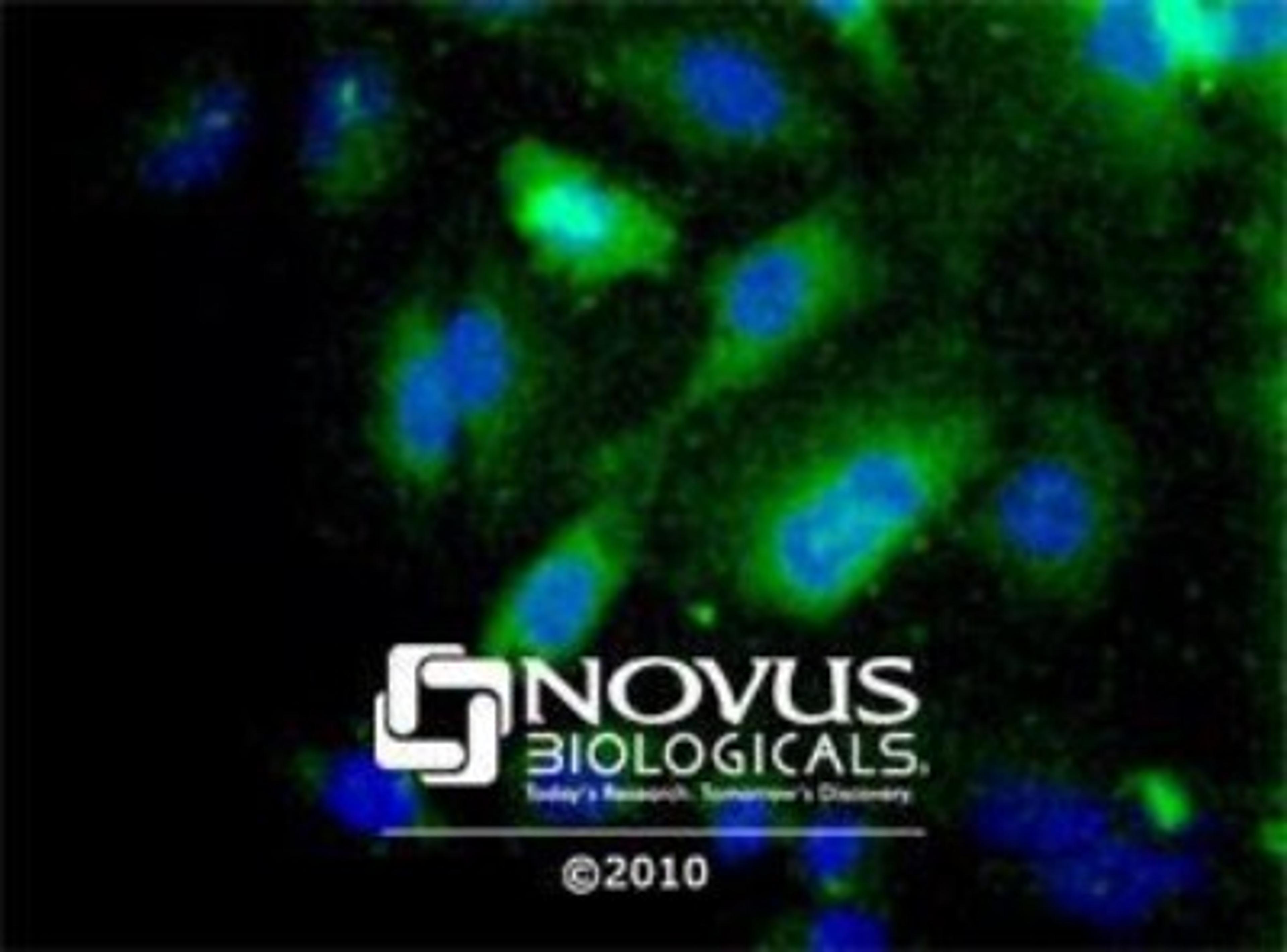 Immunocytochemistry/Immunofluorescence: LOX propeptide Antibody [NB110-41568] - Staining in Hela cells detected with a Dylight 488 labeled secondary antibody (Green) with Hoechst 33258 nuclear counterstain (Blue).