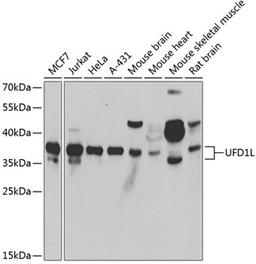 Western blot - UFD1L antibody (A6783)