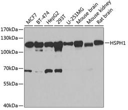 Western blot - HSPH1 antibody (A6622)