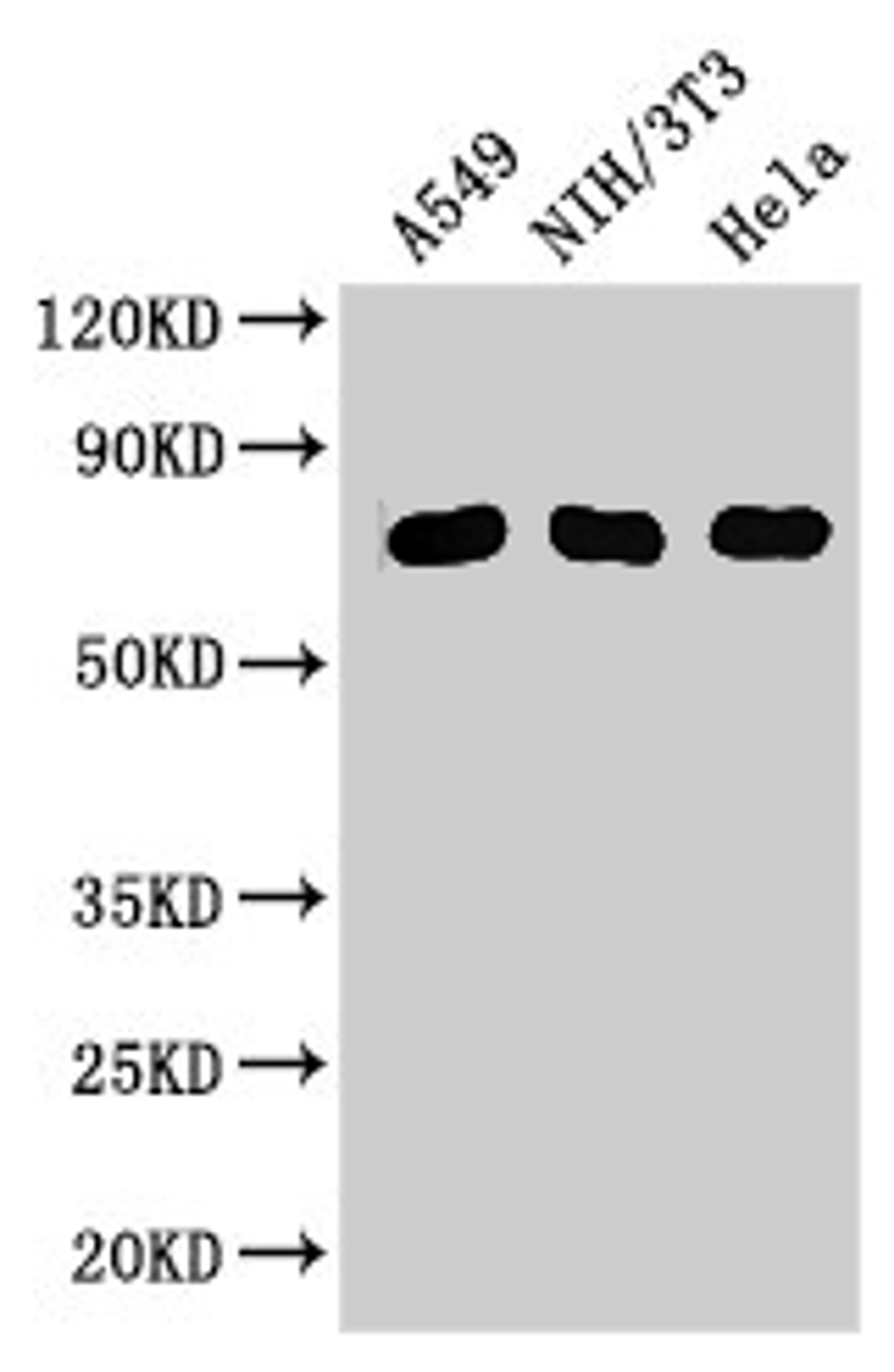 Western Blot. Positive WB detected in: A549 whole cell lysate, NIH/3T3 whole cell lysate, Hela whole cell lysate. All lanes: MX1 antibody at 3ug/ml. Secondary. Goat polyclonal to rabbit IgG at 1/50000 dilution. Predicted band size: 76, 56 kDa. Observed band size: 76 kDa. 