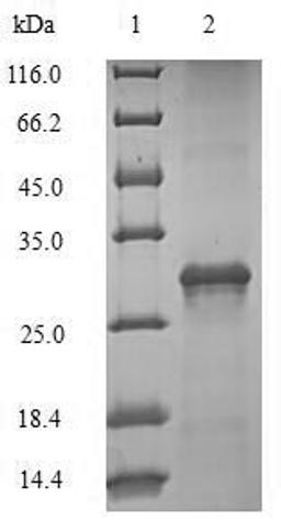(Tris-Glycine gel) Discontinuous SDS-PAGE (reduced) with 5% enrichment gel and 15% separation gel.