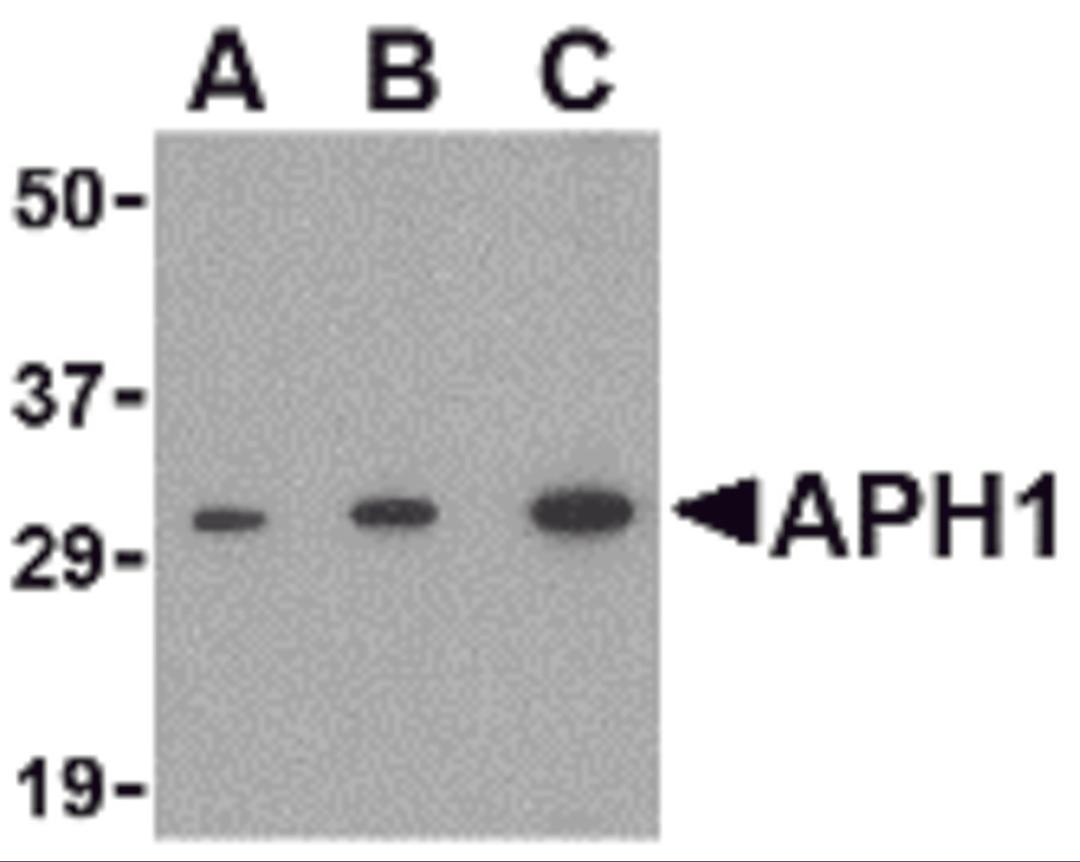 Western blot analysis of APH1 in RAW264.7 cell lysate with APH1 antibody at (A) 0.5, (B) 1 and (C) 2 μg/mL.