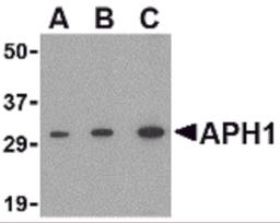 Western blot analysis of APH1 in RAW264.7 cell lysate with APH1 antibody at (A) 0.5, (B) 1 and (C) 2 μg/mL.