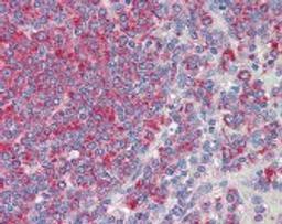 Immunohistochemistry staining of CD34 in spleen tissue using CD34 Monoclonal Antibody.