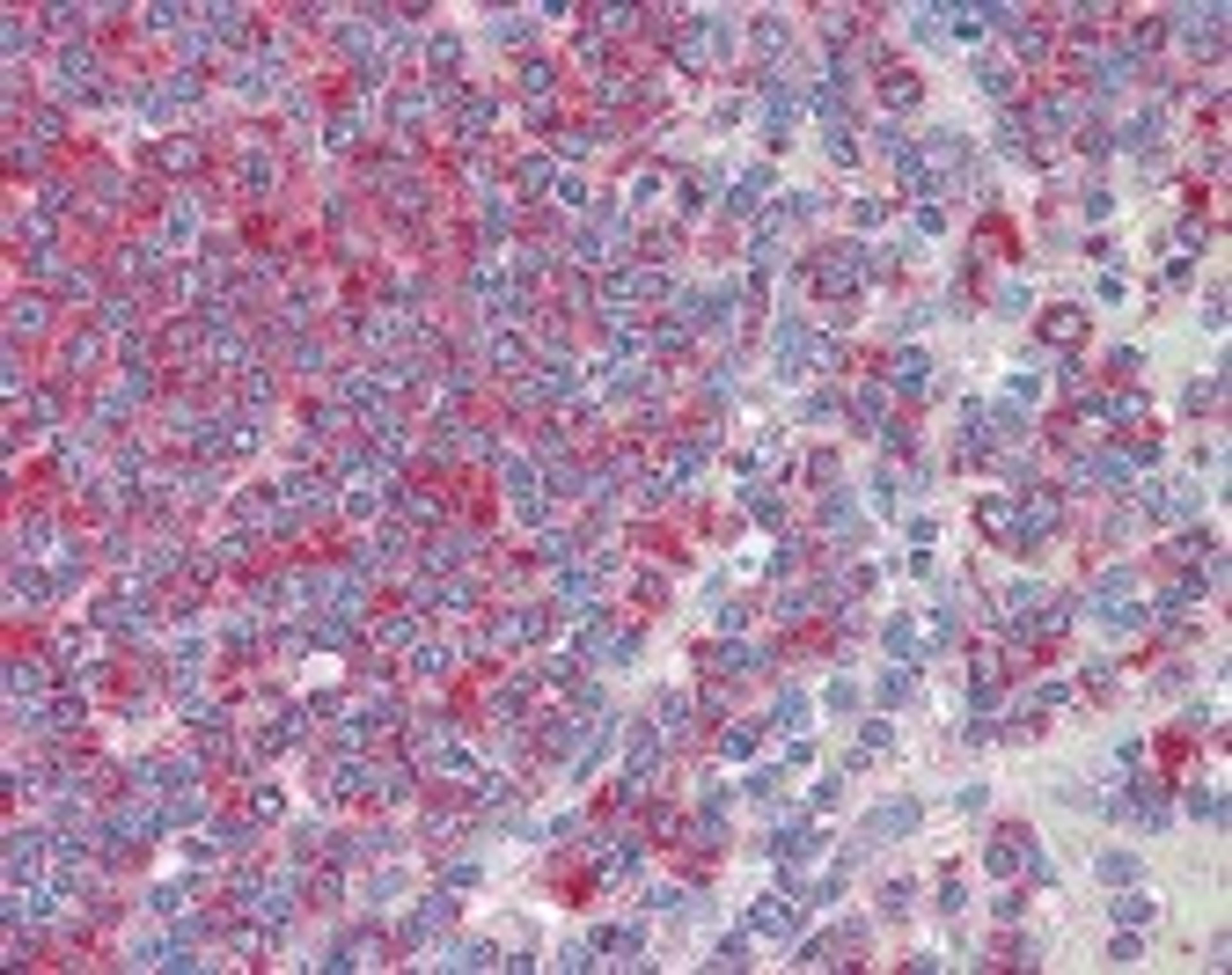 Immunohistochemistry staining of CD34 in spleen tissue using CD34 Monoclonal Antibody.