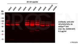 WB with anti-AAV VP1/VP2/VP3 AFDyeTM 647 antibody (Cat. No. 61058-647, 0.2 µg/ml) using capsids of different AAV serotypes as sample.