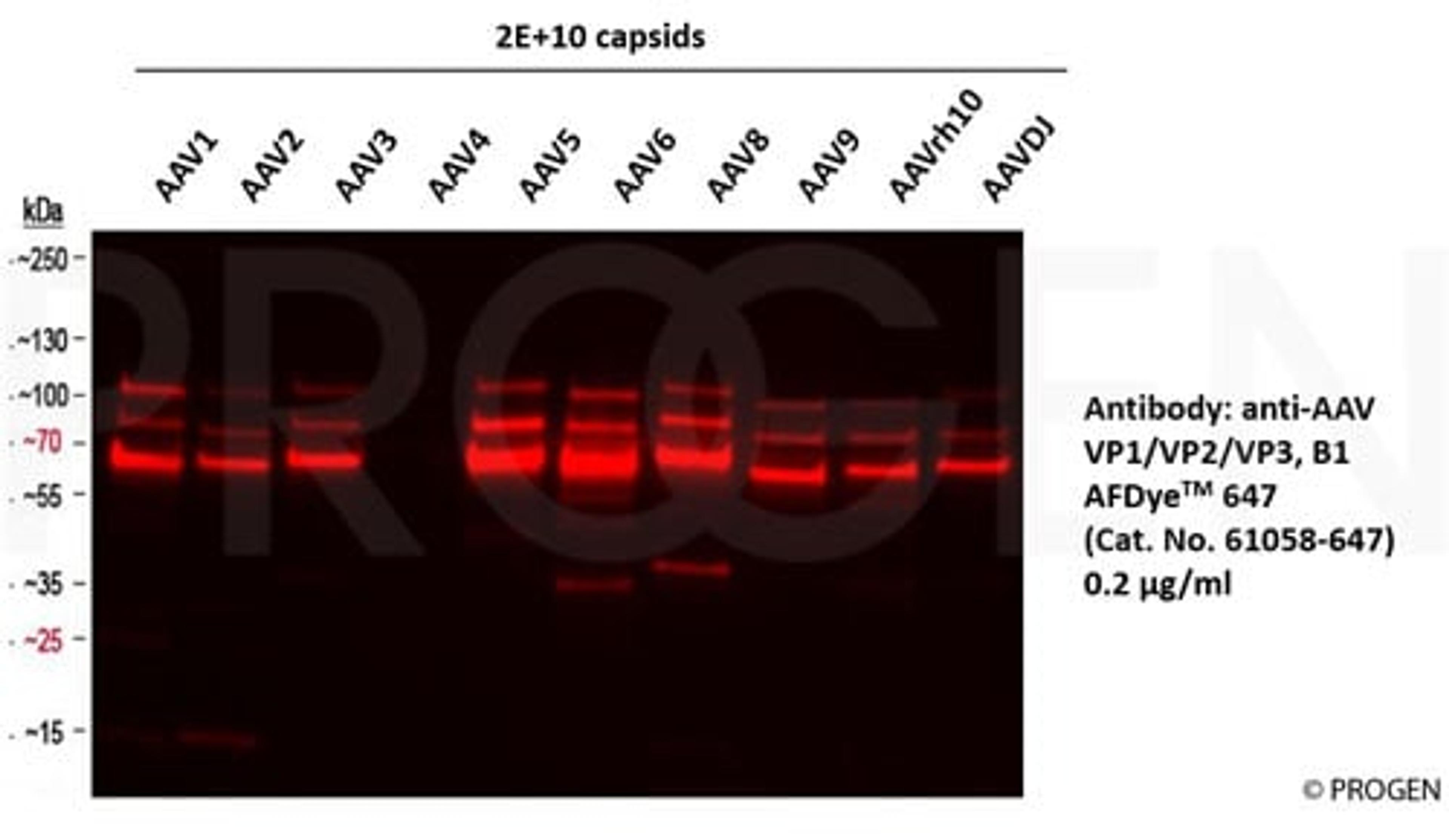 WB with anti-AAV VP1/VP2/VP3 AFDyeTM 647 antibody (Cat. No. 61058-647, 0.2 µg/ml) using capsids of different AAV serotypes as sample.