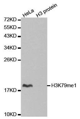 Western blot analysis of extracts of HeLa cell line and H3 protein expressed in E.coli using Histone Histone H3K79me1 antibody