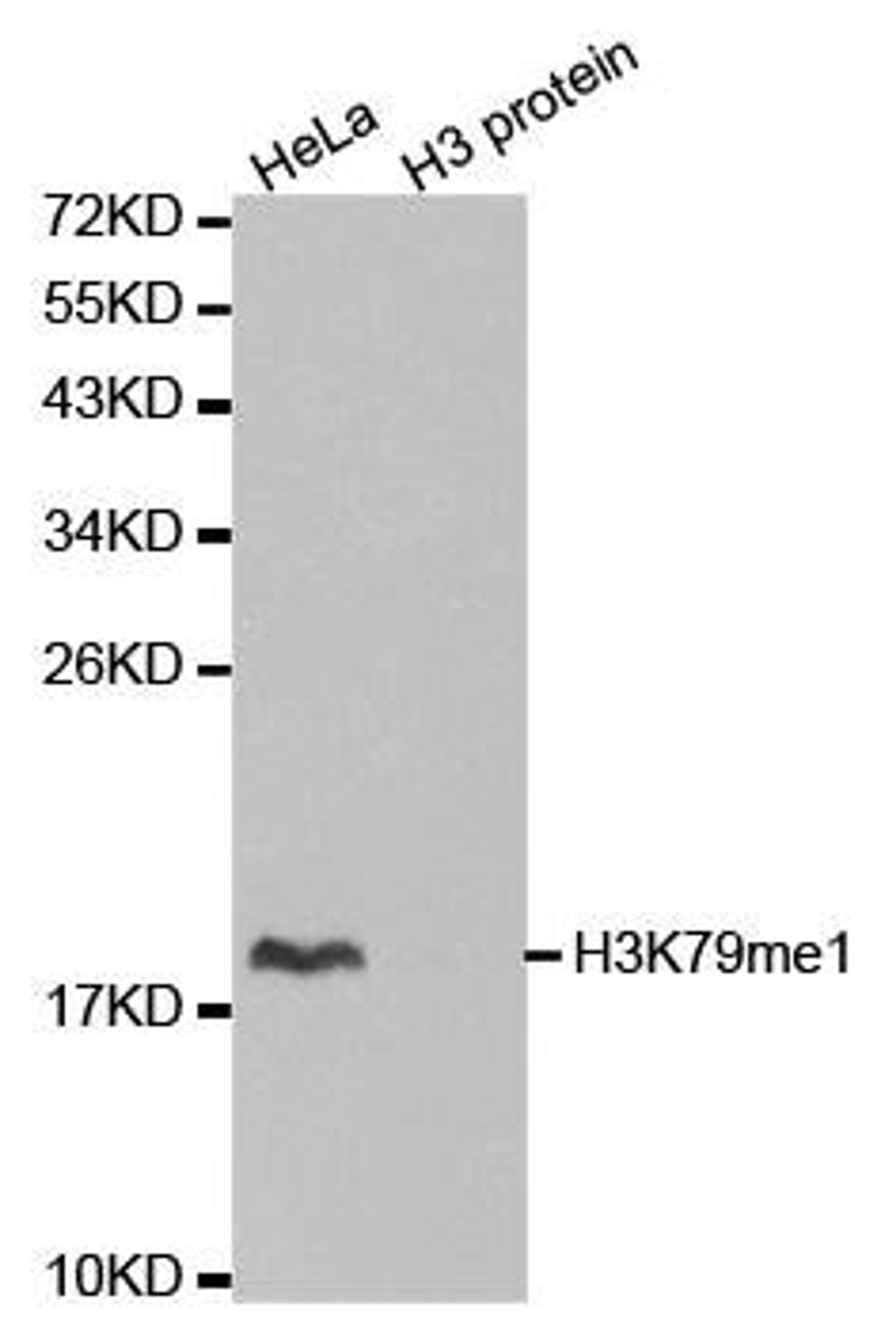 Western blot analysis of extracts of HeLa cell line and H3 protein expressed in E.coli using Histone Histone H3K79me1 antibody