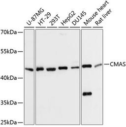 Western blot - CMAS Antibody (A13752)