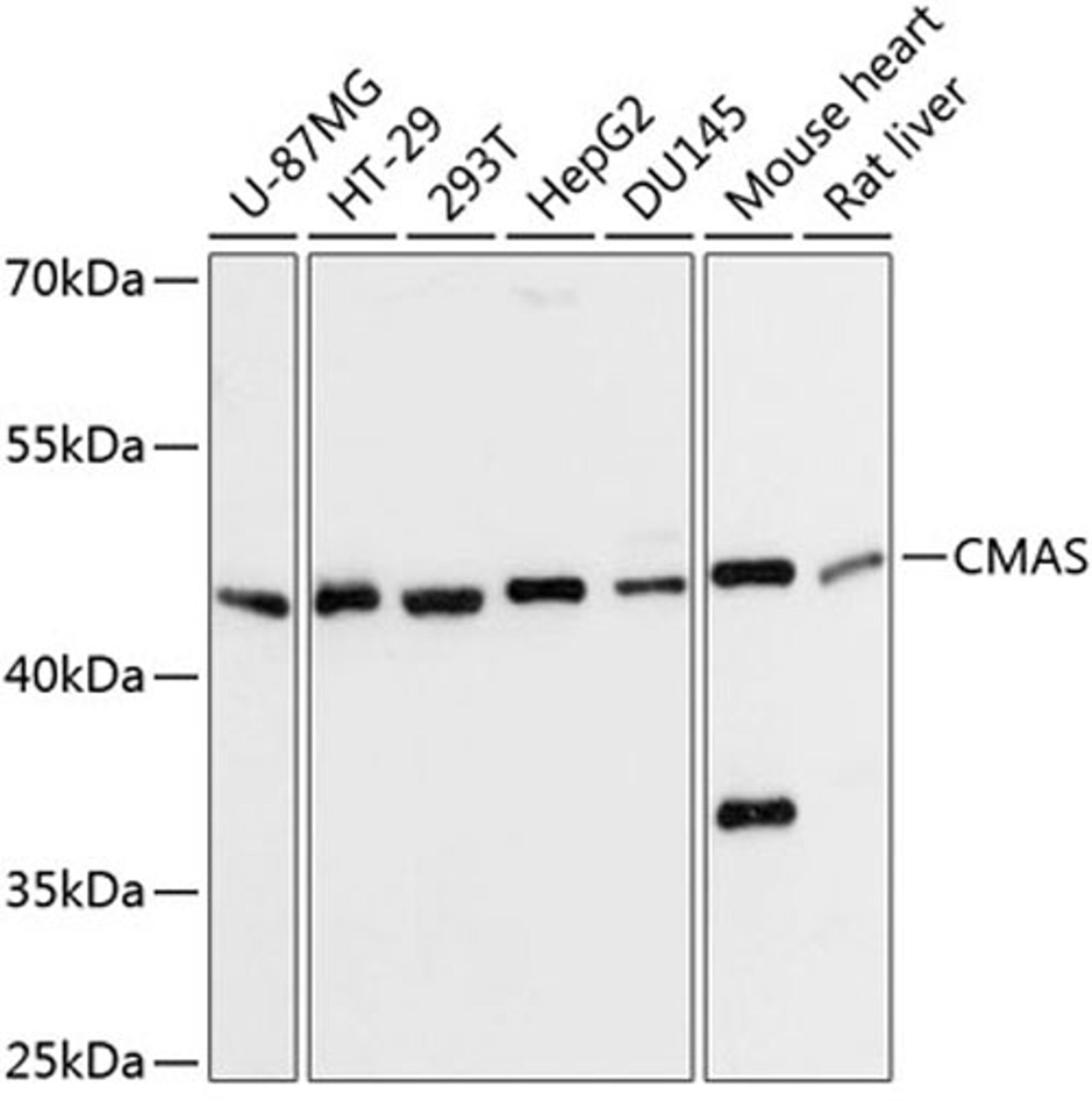 Western blot - CMAS Antibody (A13752)