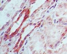 Immunohistochemistry-Paraffin: Dnmt3L Antibody [NBP2-27098] - Analysis of Dnmt3L in human kidney using Dnmt3L antibody at 5 ug/ml.