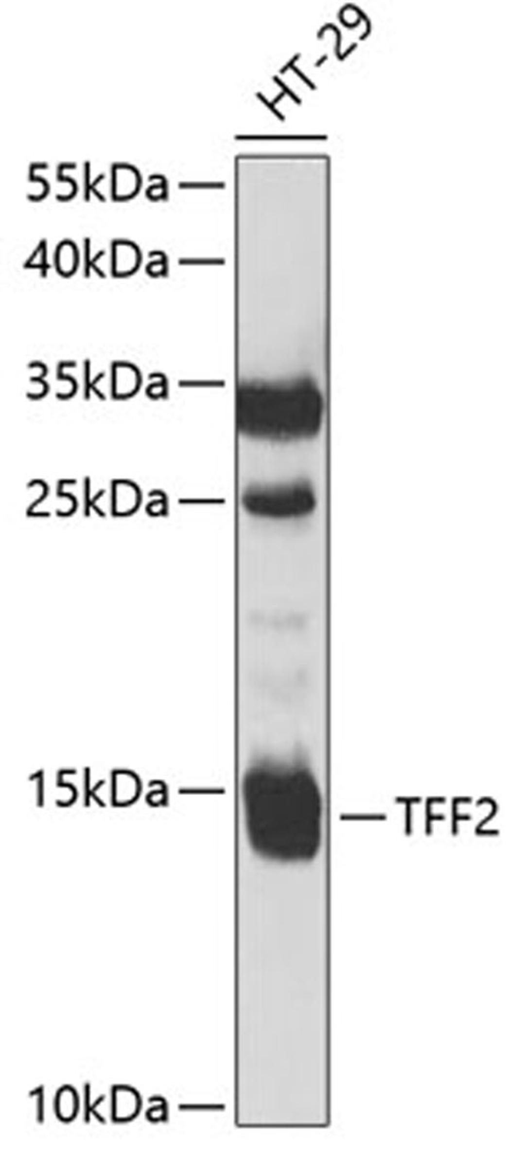 Western blot - TFF2 antibody (A5423)