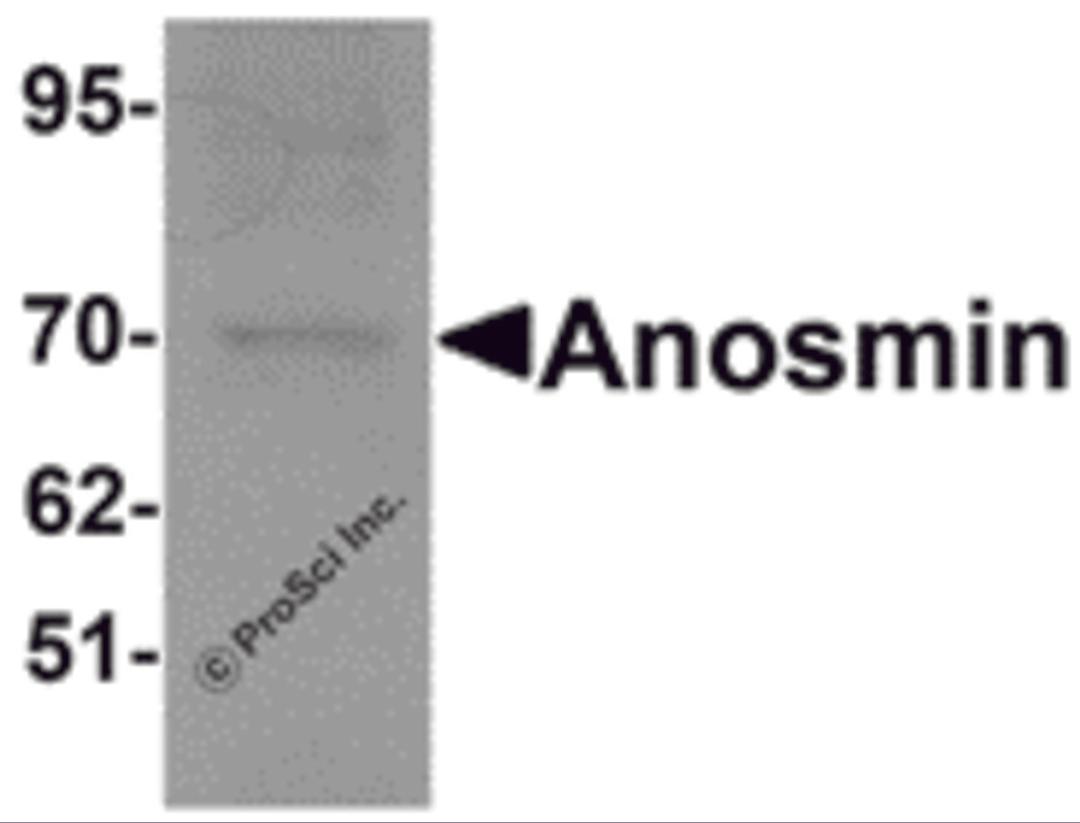 Western blot analysis of Anosmin in MCF7 cell lysate with Anosmin antibody at 1 μg/mL.