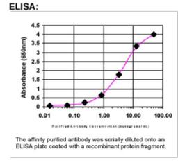 ELISA: myosin X Antibody [22430002]