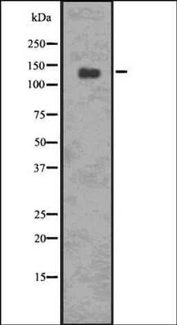 Western blot analysis of 293 whole cell lysates using p-PERK -Thr 981- antibody