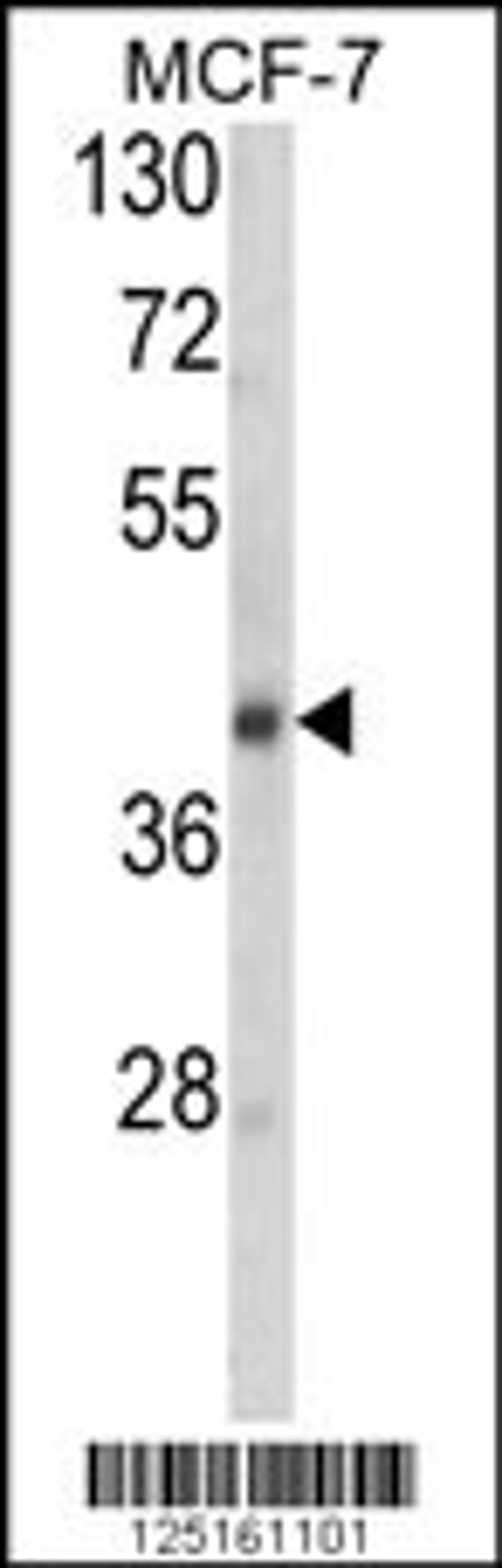 Western blot analysis of SERPINA9 Antibody in MCF-7 cell line lysates (35ug/lane)