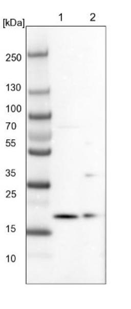 Western Blot: ARMC7 Antibody [NBP1-82129] - Lane 1: NIH-3T3 cell lysate (Mouse embryonic fibroblast cells)<br/>Lane 2: NBT-II cell lysate (Rat Wistar bladder tumour cells)