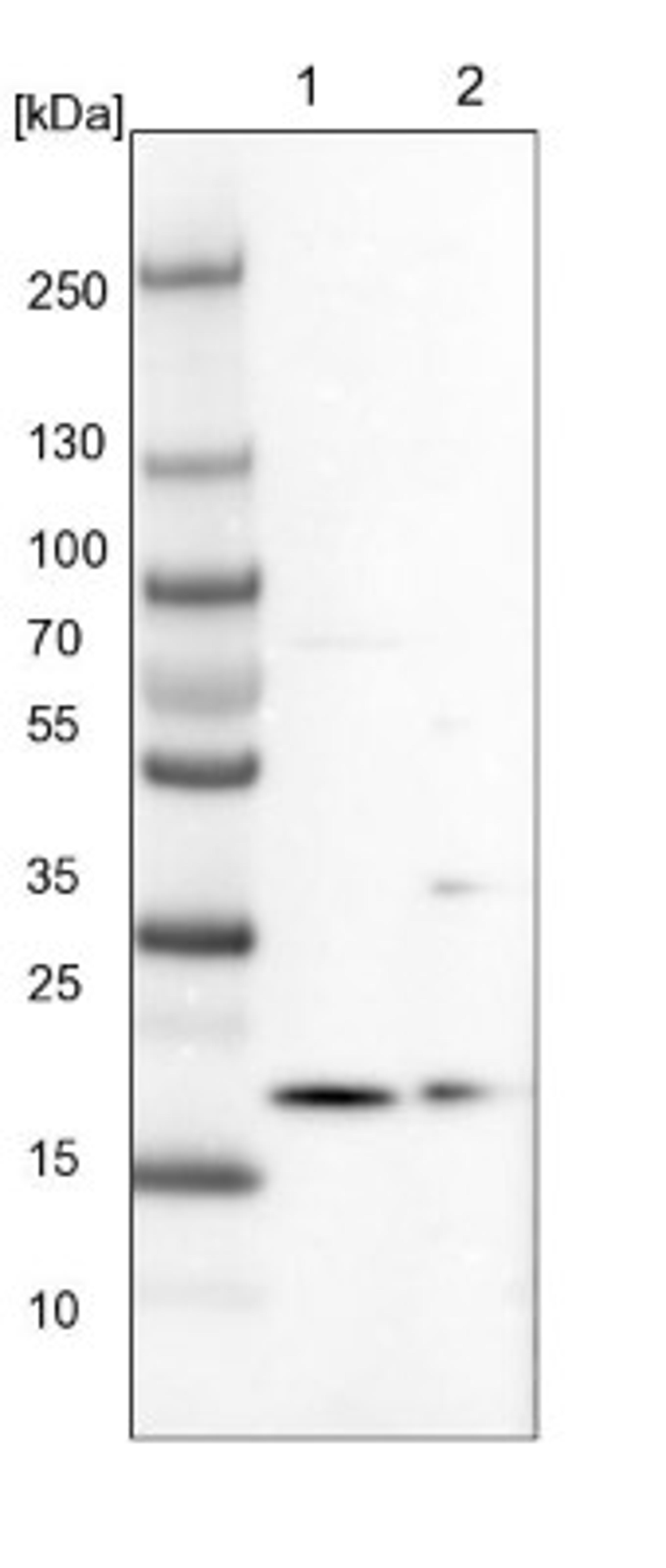 Western Blot: ARMC7 Antibody [NBP1-82129] - Lane 1: NIH-3T3 cell lysate (Mouse embryonic fibroblast cells)<br/>Lane 2: NBT-II cell lysate (Rat Wistar bladder tumour cells)