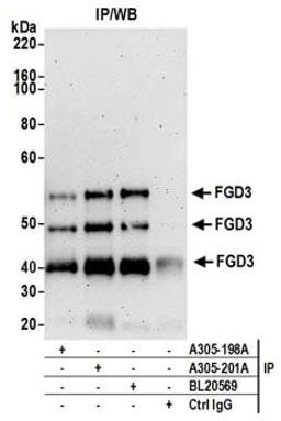 Detection of human FGD3 by western blot of immunoprecipitates.