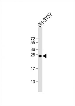 Western Blot at 1:1000 dilution + SH-SY5Y whole cell lysate Lysates/proteins at 20 ug per lane.