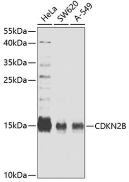 Western blot - CDKN2B antibody (A5685)