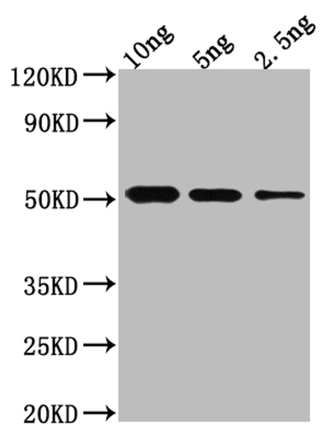 Western Blot. Positive WB detected in Recombinant protein. All lanes: BRO1 antibody at 1:2000. Secondary. Goat polyclonal to rabbit IgG at 1/50000 dilution. Predicted band size: 49.9 kDa. Observed band size: 54 kDa. 