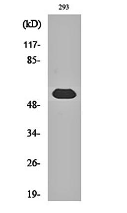 Western blot analysis of 293 cell lysates using LAP1B antibody