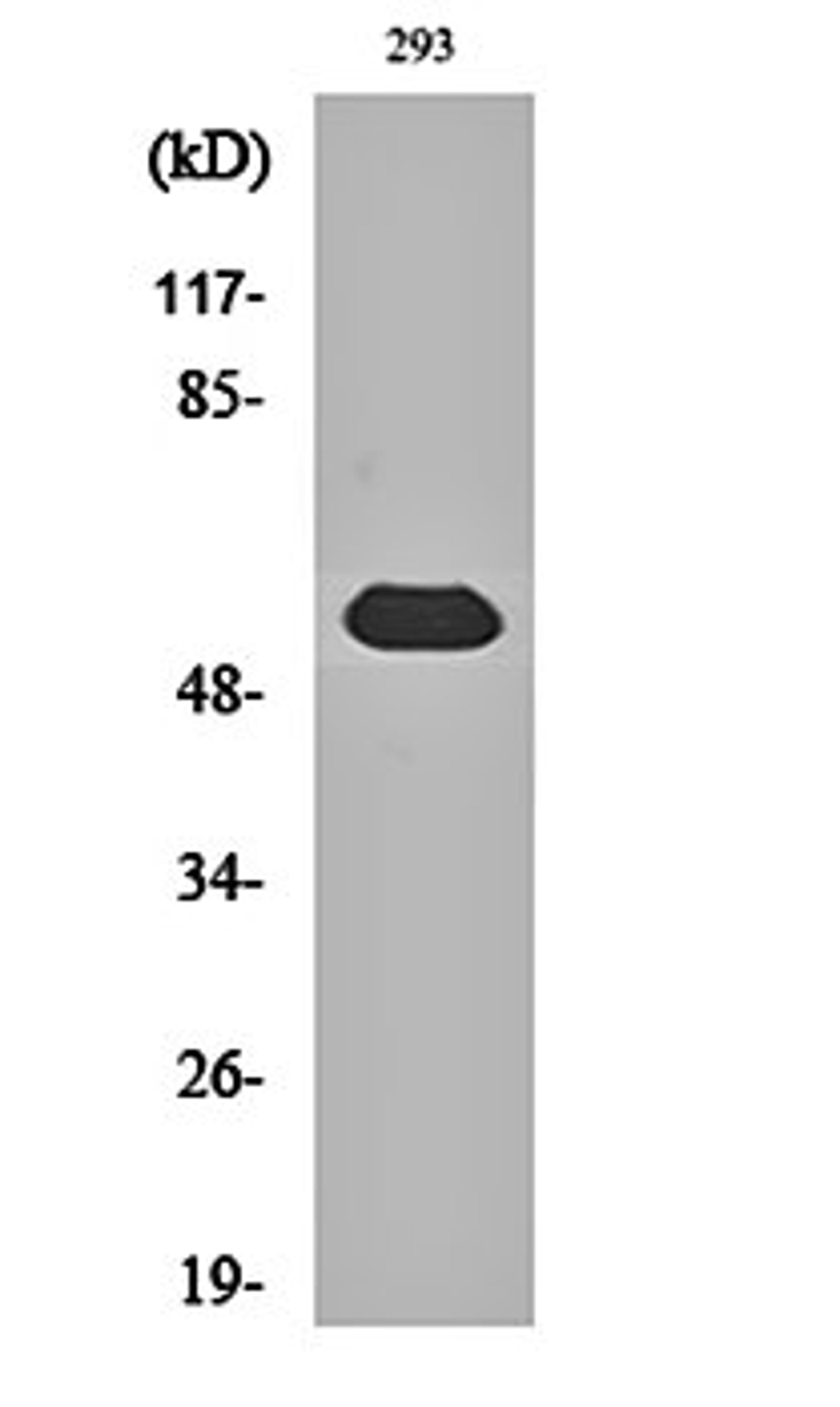 Western blot analysis of 293 cell lysates using LAP1B antibody