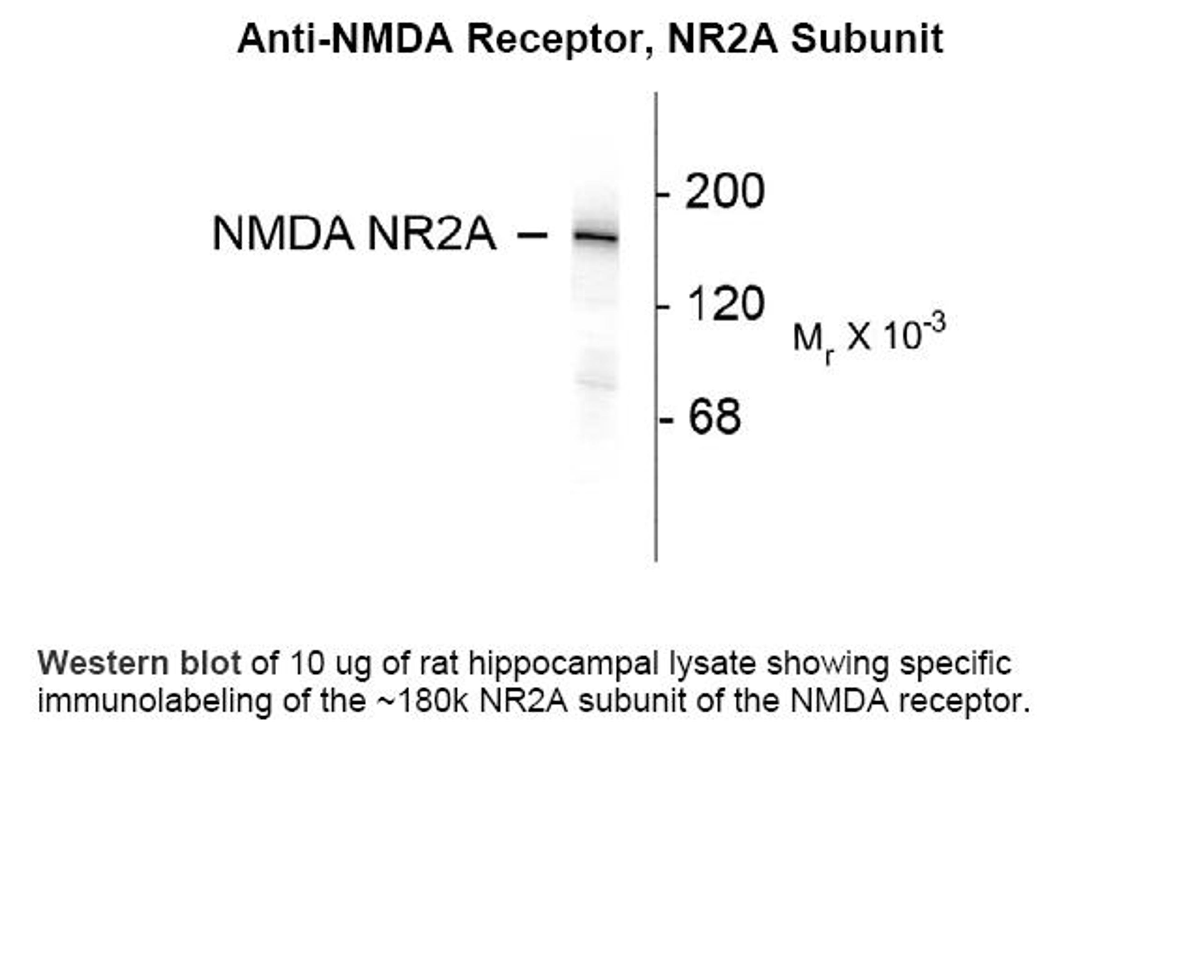 Western blot of 10 ug of rat hippocampal lysate showing specific immunolabeling of the ~180k NR2A subunit of the NMDA receptor.