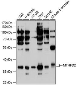 Western blot - MTHFD2 antibody (A10386)