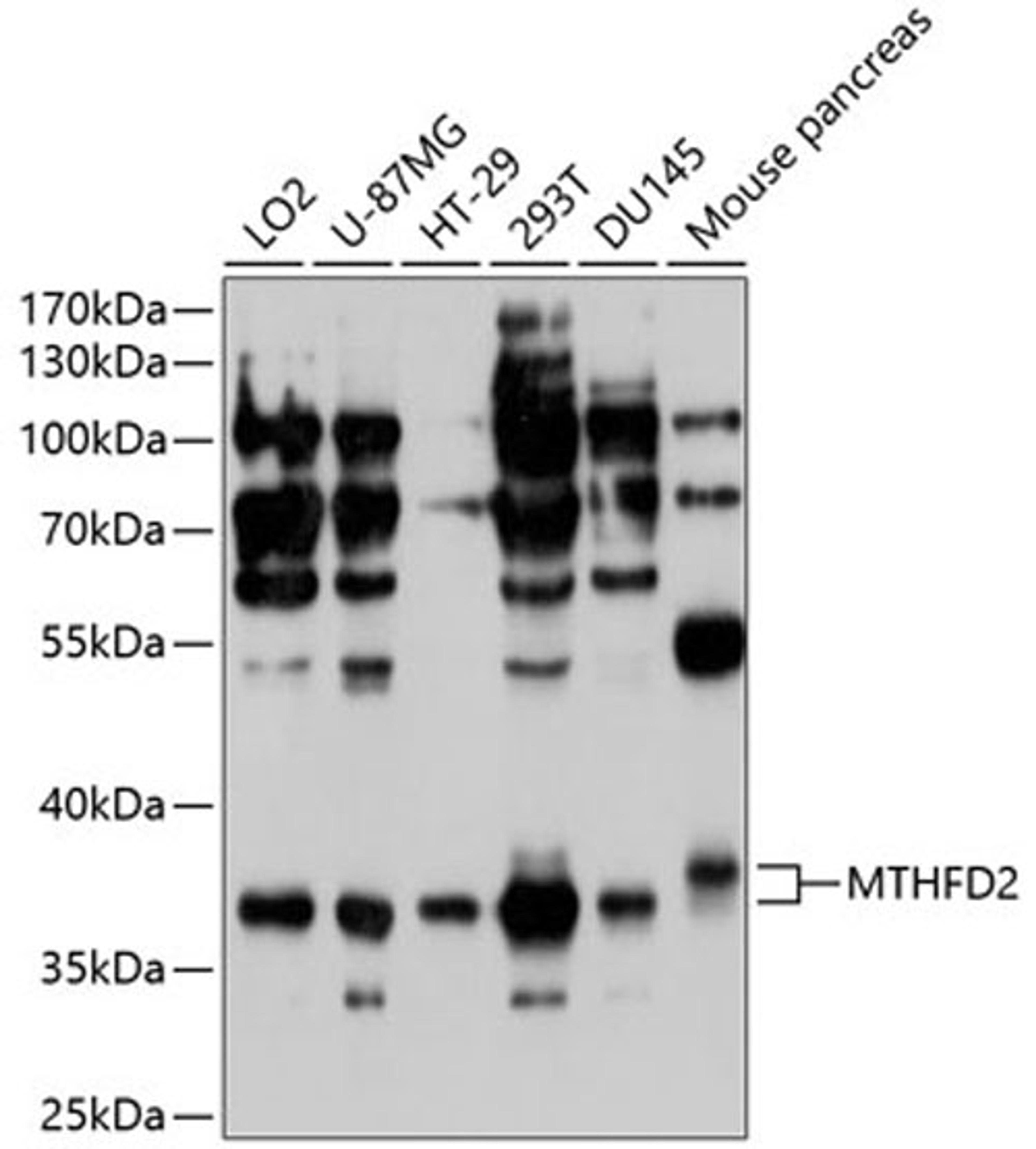 Western blot - MTHFD2 antibody (A10386)