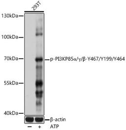 Western blot - Phospho-PI3KP85a/?/ß-Y467/Y199/Y464 antibody (AP0854)