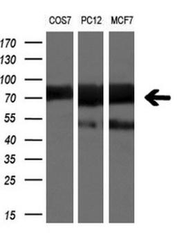 Western Blot: beta-TrCP1/BTRC Antibody (2H2) [NBP2-46588] - Analysis of extracts (10ug) from COS7, PC12 and MCF7 cell lines.