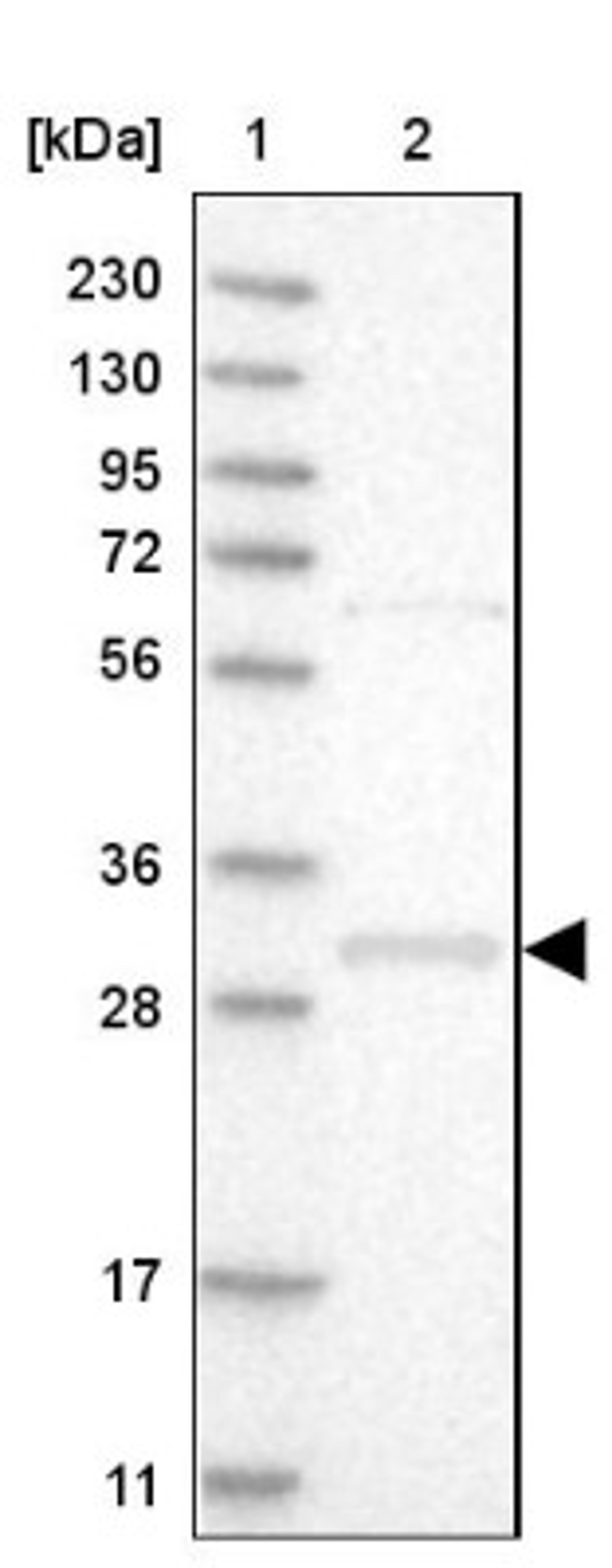 Western Blot: WBSCR27 Antibody [NBP1-86008] - Lane 1: Marker [kDa] 230, 130, 95, 72, 56, 36, 28, 17, 11<br/>Lane 2: Human cell line RT-4