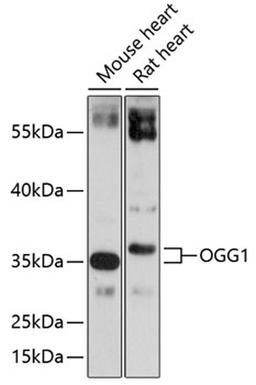 Western blot - OGG1 antibody (A1384)