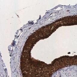 Immunohistochemistry-Paraffin: Niemann-Pick type C2 Antibody [NBP1-84012] - Staining of human epididymis shows strong cytoplasmic positivity in glandular cells.