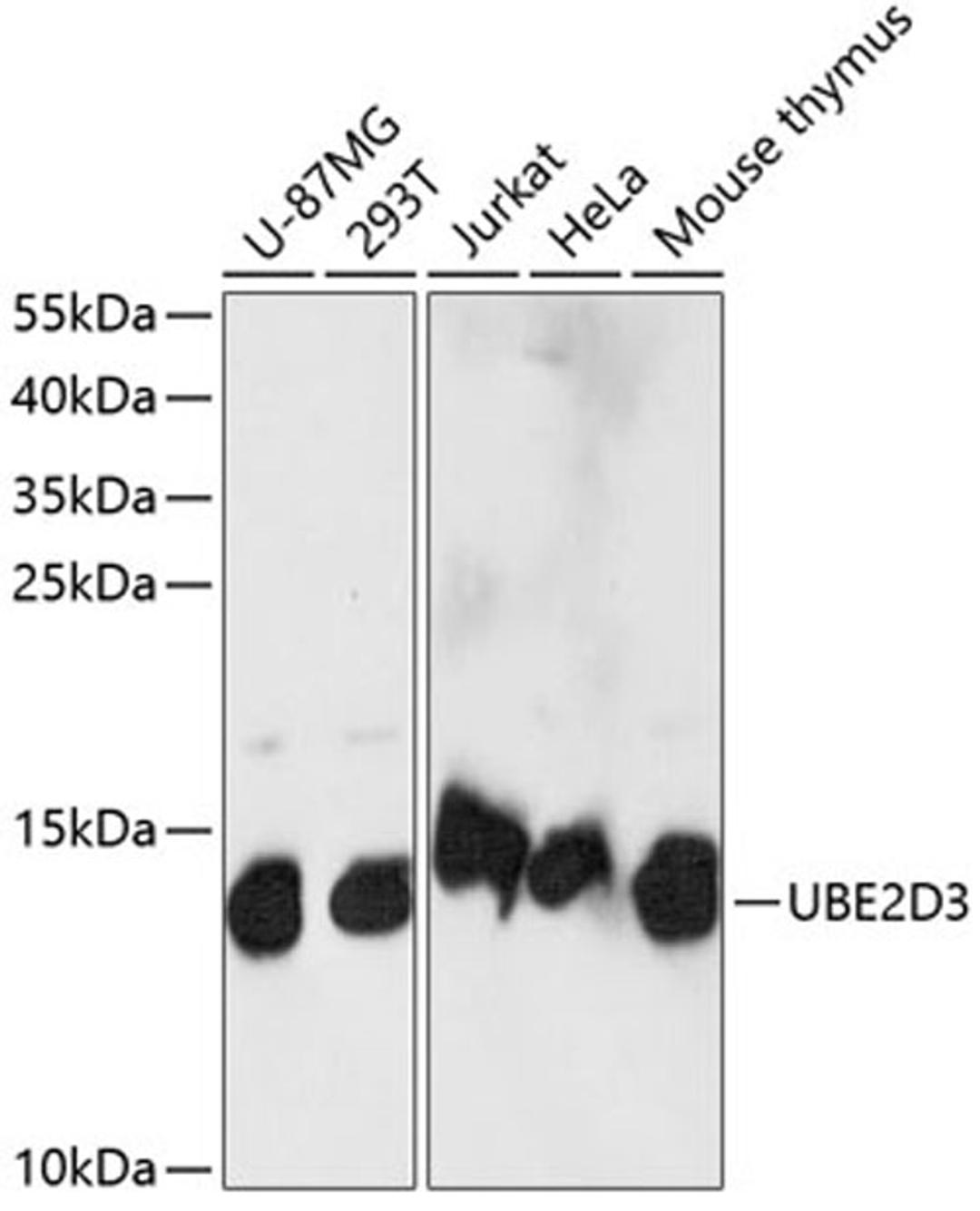 Western blot - UBE2D3 antibody (A14640)