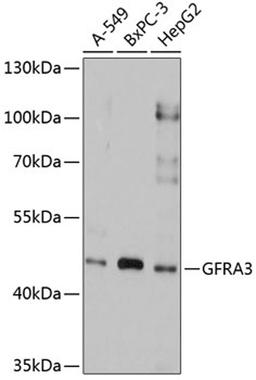 Western blot - GFRA3 antibody (A2955)