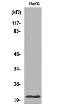 Western blot analysis of HepG2 cell lysates using MRP-L41 antibody