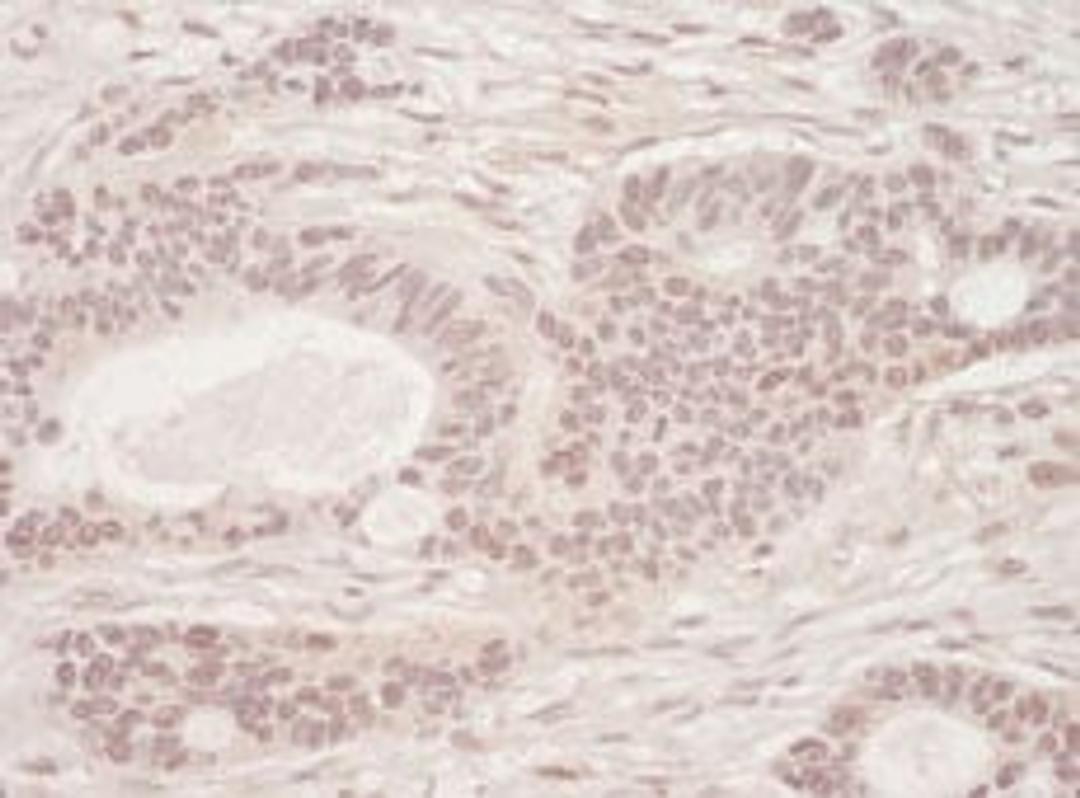 Detection of human SLTM by immunohistochemistry.