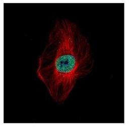 Immunocytochemistry/Immunofluorescence: DDX23 Antibody [NBP2-16130] - Confocal immunofluorescence analysis of paraformaldehyde-fixed HeLa, using DDX23 antibody (Green) at 1:500 dilution. Alpha-tubulin filaments are labeled with Alpha-tubulin antibody (Red) at 1:2000.