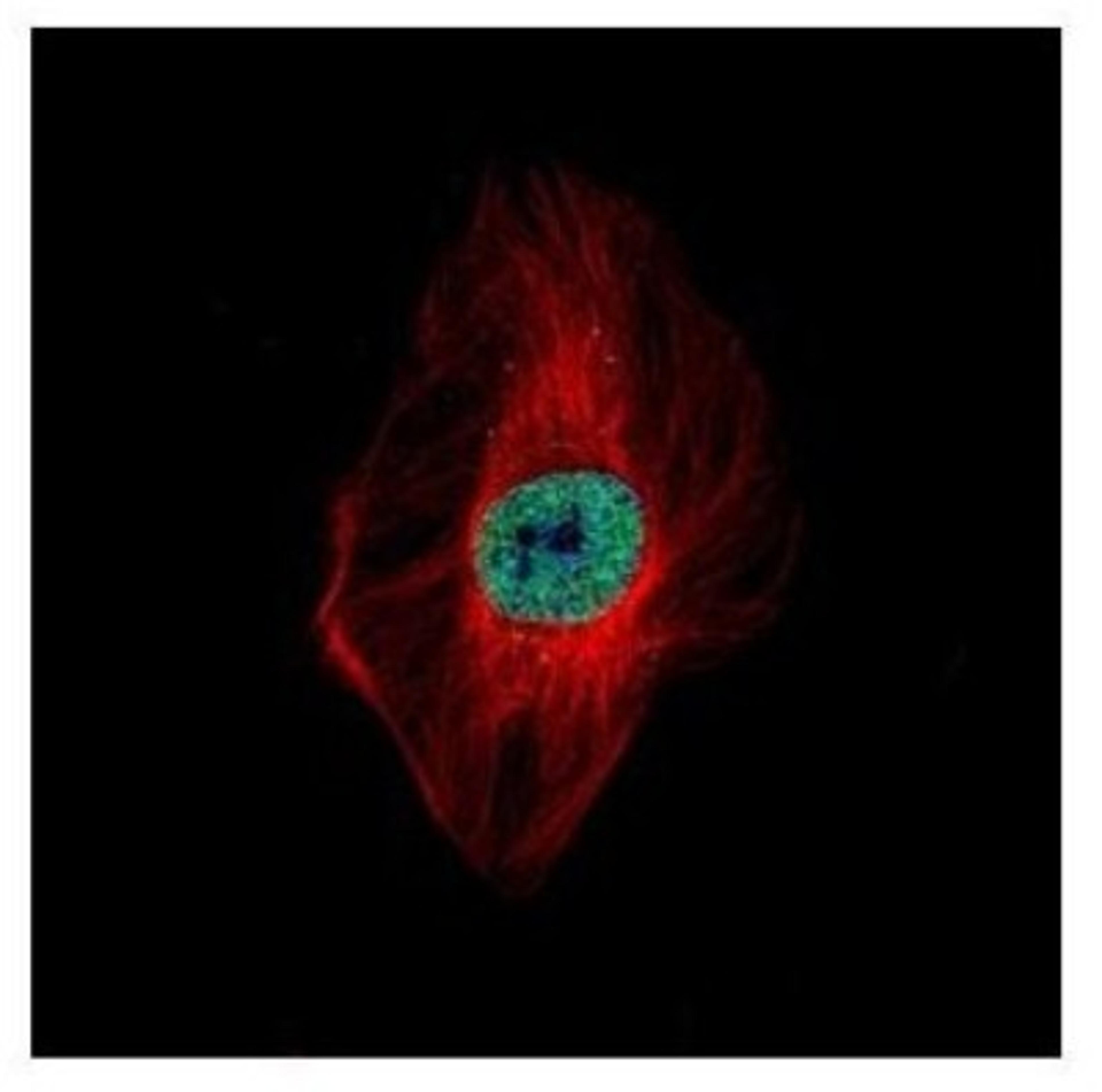 Immunocytochemistry/Immunofluorescence: DDX23 Antibody [NBP2-16130] - Confocal immunofluorescence analysis of paraformaldehyde-fixed HeLa, using DDX23 antibody (Green) at 1:500 dilution. Alpha-tubulin filaments are labeled with Alpha-tubulin antibody (Red) at 1:2000.