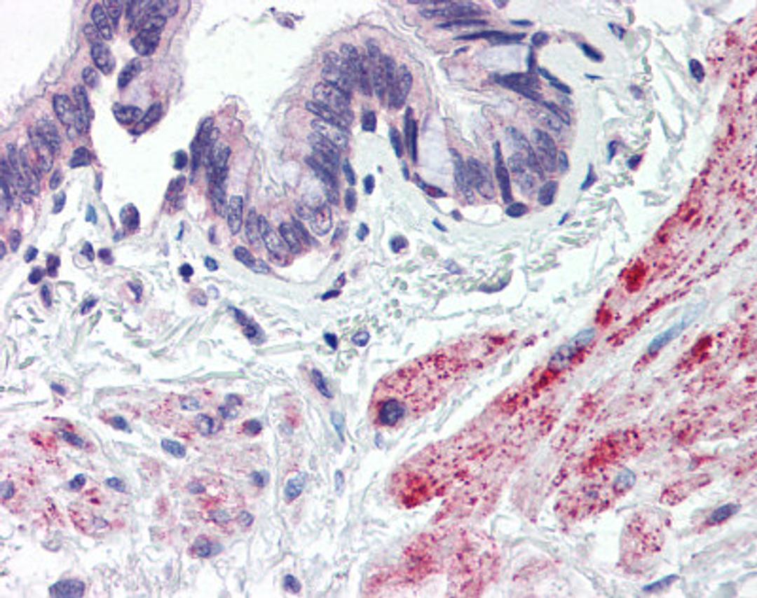 Immunohistochemistry staining of STEAP1 in lung, bronchiole tissue using STEAP1 Antibody.