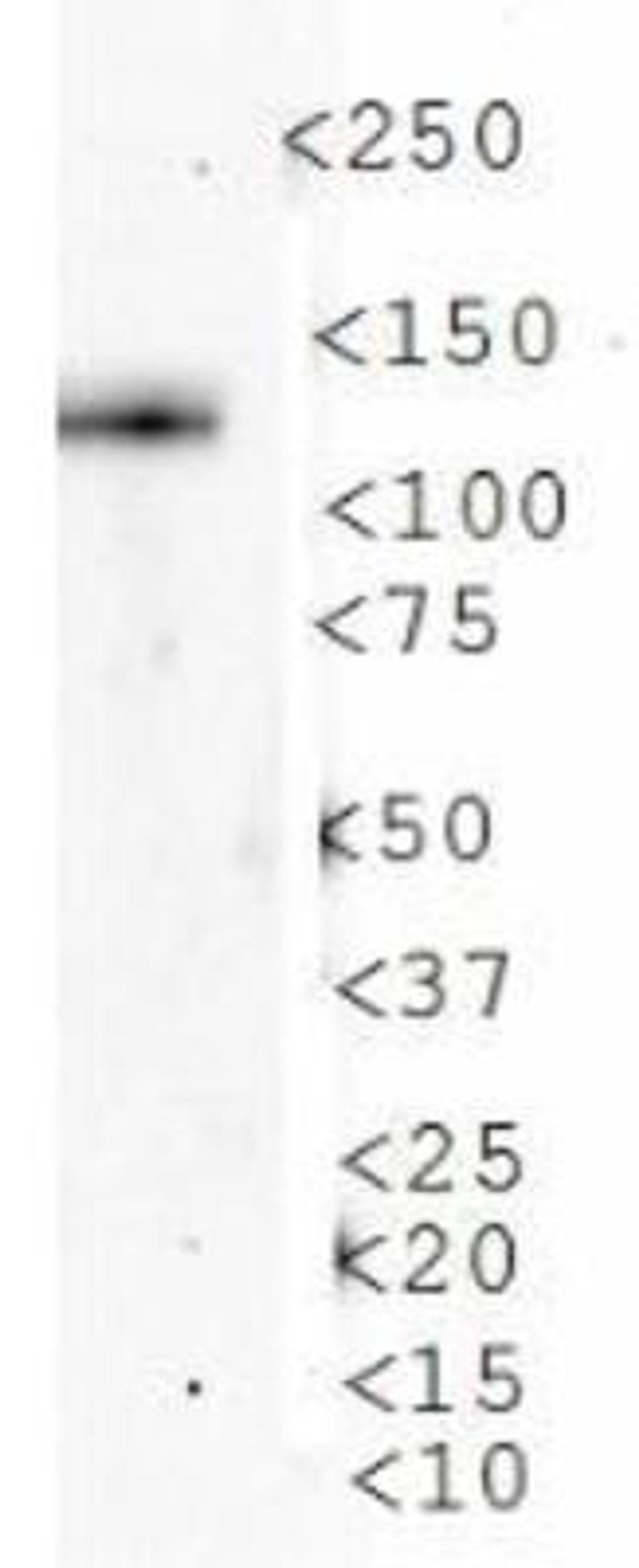 Western Blot: AMBRA1 Antibody [NBP1-07124] - WB analysis of AMBRA1 in mouse liver cell lysate.