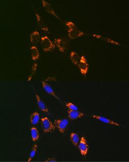 Immunofluorescence - VAMP7 Rabbit pAb (A18698)