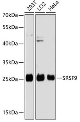 Western blot - SRSF9 antibody (A13265)