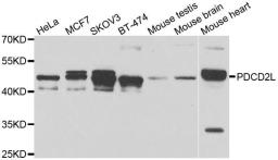 Western blot analysis of extracts of various cell lines using PDCD2L antibody