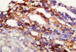 Immunohistochemical analysis of formalin-fixed paraffin embedded mouse pancreas tissue using TMEM49 antibody (dilution at 1:200)